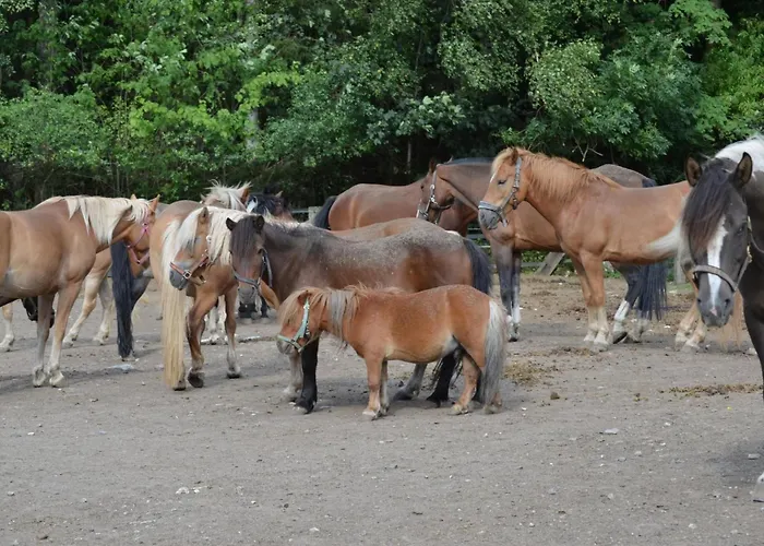 Auf Einem Reiterhof By Interhome *